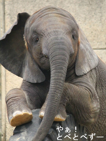 日本で唯一アフリカゾウの子象が見られる愛媛とべ動物園