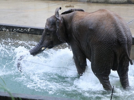 とべ動物園アフリカゾウ:砥愛ちゃん(メス、11歳)