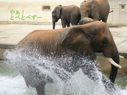 プールで大はしゃぎするリカ母さん