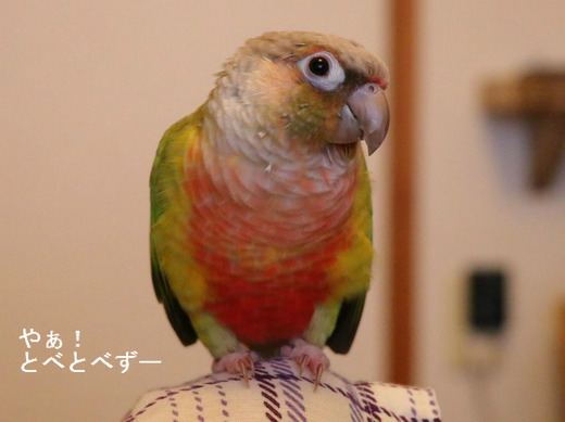 芸をするウロコインコの『もみじ』さん