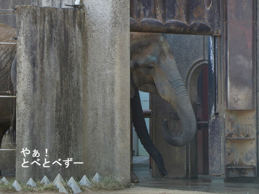 とべ動物園アフリカゾウ：媛ちゃんの14歳のお誕生会