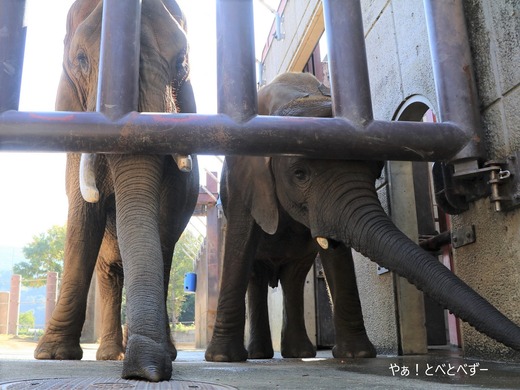 とべ動物園アフリカゾウのブログ:やぁ!とべとべずー