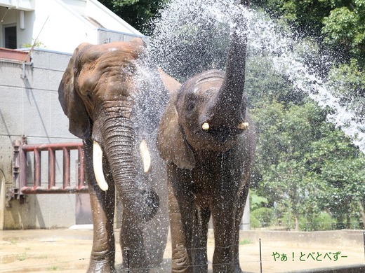 とべ動物園アフリカゾウ:アフ、リカ、媛、砥夢、砥愛