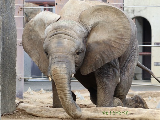 とべ動物園ブログ：砥愛、ララ、イオ、フー、ウララ、リュウト