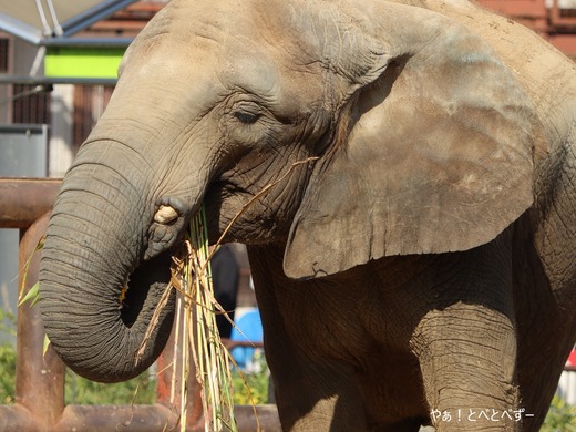 アフリカゾウ写真家:矢野賢一(やぁ!とべとべずー)