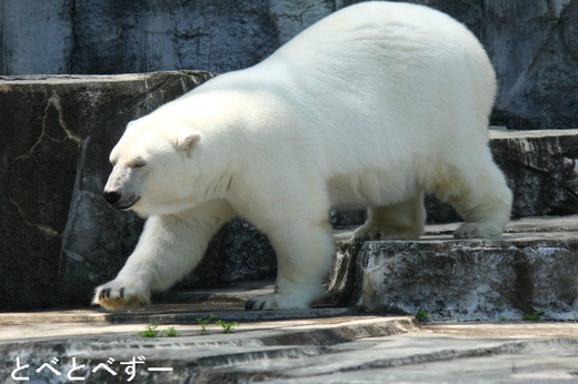 とべ動物園イベント情報：シロクマキャンペーンアジのプレゼント