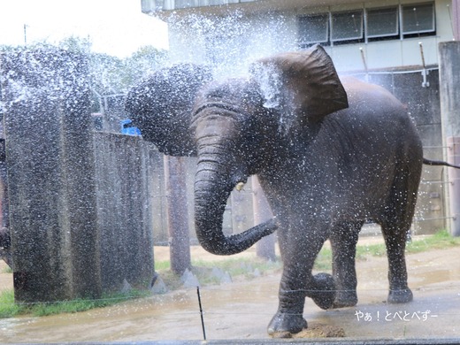 とべ動物園アフリカゾウ:砥愛ちゃん(メス、10歳)