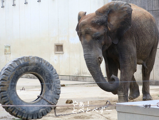 とべ動物園ブログ：媛、ララ、イオ、フー、ルビー