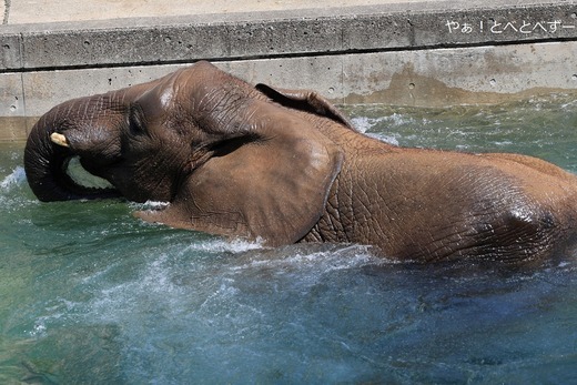 アフリカゾウ、アジアゾウ大好きブログ：やぁ！とべとべずー