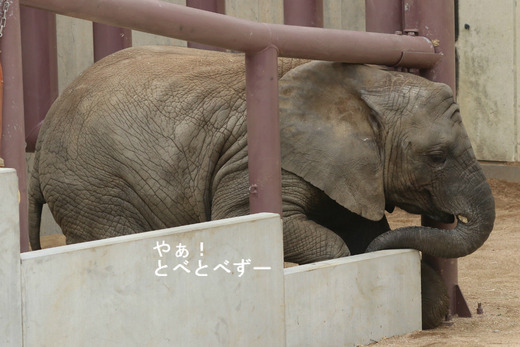 とべ動物園アフリカゾウのブログ：やぁ！とべとべずー