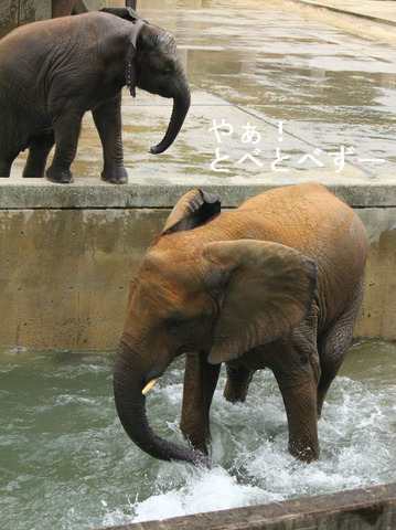 日本動物園水族館協会・古賀賞受賞