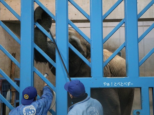 とべ動物園アフリカゾウのブログ:やぁ!とべとべずー