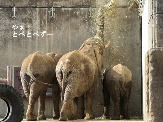 とべ動物園アフリカゾウ：アフ、リカ、媛、砥夢、砥愛