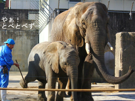 とべ動物園アフリカゾウ:リカさん(母象)、砥愛ちゃん(次女)
