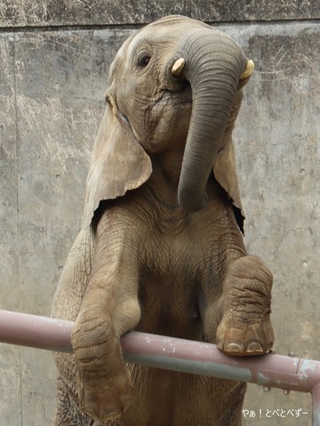 とべ動物園ブログ:砥愛、ピース、ミワ、リリ花