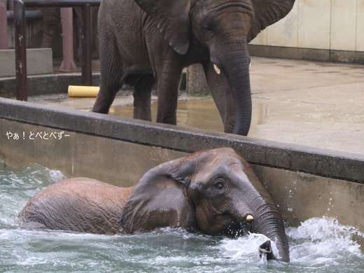 とべ動物園アフリカゾウのブログ：やぁ！とべとべずー