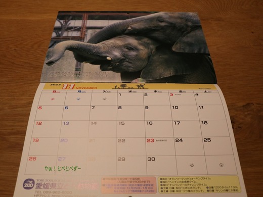 2023年とべ動物園公式カレンダー11月はアフリカゾウの姉妹