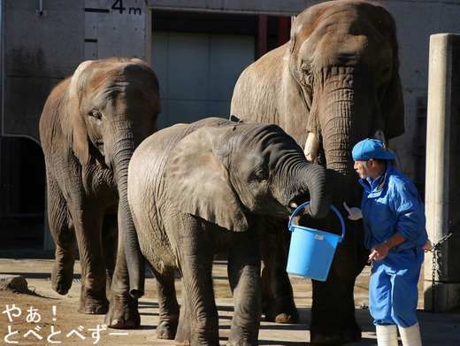 とべ動物園アフリカゾウの家族: