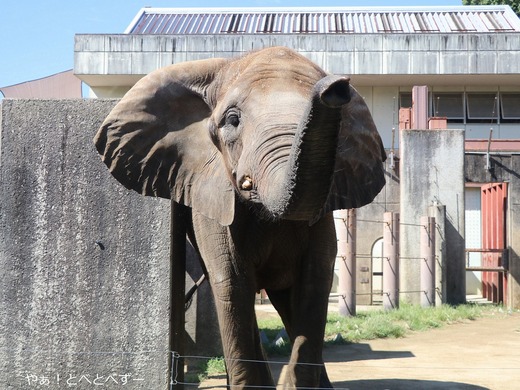 とべ動物園ブログ:やぁ!とべとべずー
