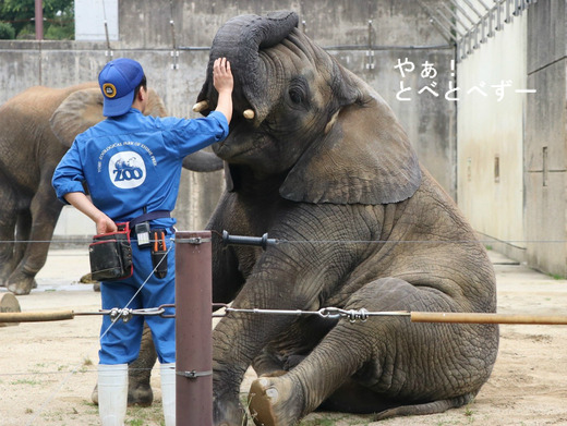 とべ動物園ブログ：やぁ！とべとべずー