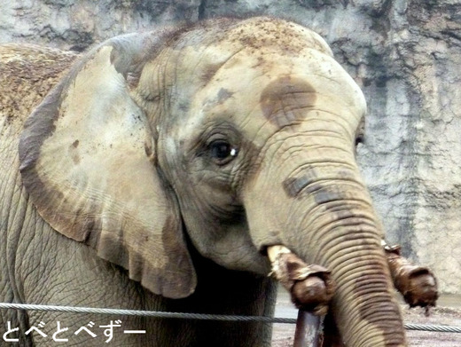 多摩動物公園：砥夢（とむ）くん