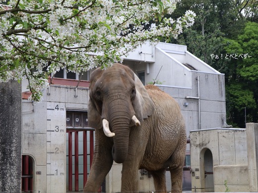 とべ動物園アフリカゾウ:リカさん(メス、推定38歳)