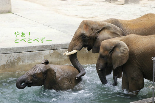 とべ動物園アフリカゾウ