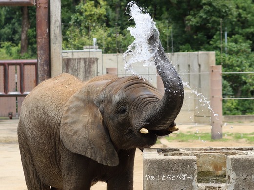 アフリカゾウ写真家:矢野賢一(やぁ!とべとべずー)