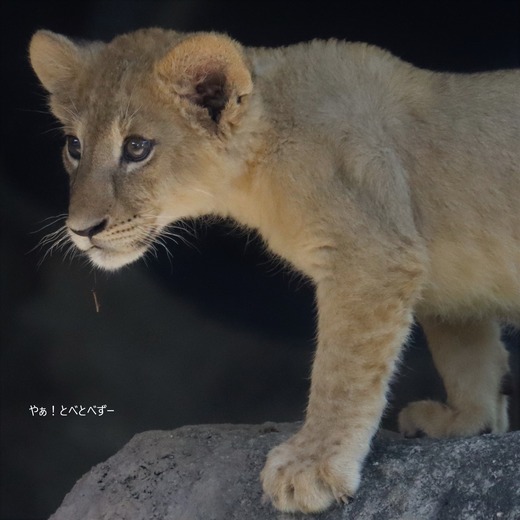 とべ動物園ライオンの赤ちゃん:クレイ