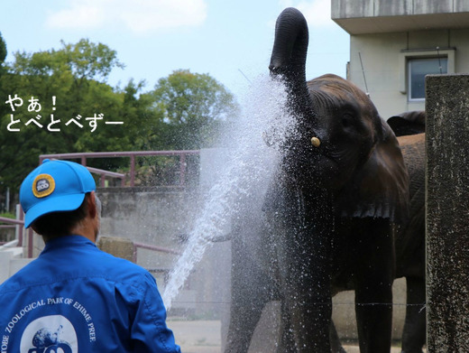 とべ動物園アフリカゾウのブログ