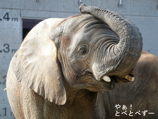 とべ動物園アフリカゾウのブログ：やぁ！とべとべずー