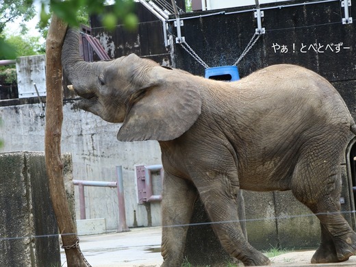 とべ動物園ブログ：砥愛、まんぷく、リュウト、ララ、イオ