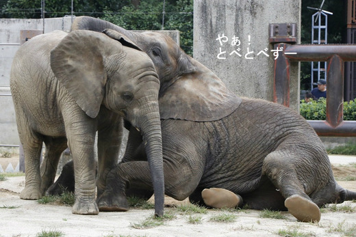 とべ動物園ブログ:やぁ!とべとべずー