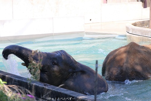 プールで遊ぶアフリカゾウの子象の砥愛ちゃん：愛媛県立とべ動物園