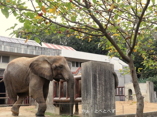 とべ動物園アフリカゾウのブログ:やぁ!とべとべずー