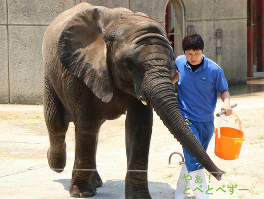 アフリカゾウの子象の砥愛ちゃんのトレーニングの様子