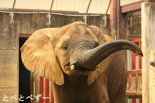 媛ちゃん７歳　お誕生日会が開催されました（とべ動物園）