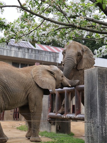 とべ動物園アフリカゾウ：アフ、リカ、媛、砥夢、砥愛