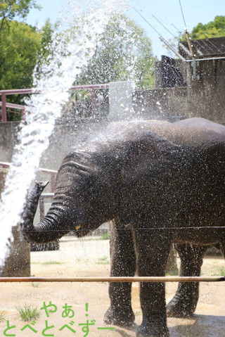 とべ動物園アフリカゾウ