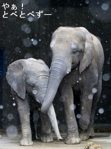 とべ動物園アフリカゾウの仲良し姉妹：媛ちゃん、砥愛ちゃん
