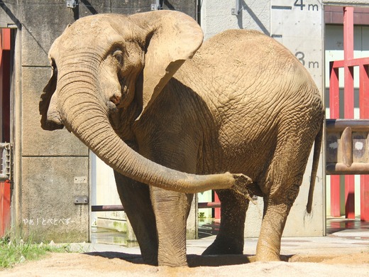 とべ動物園アフリカゾウ：アフくん（享年２９歳）