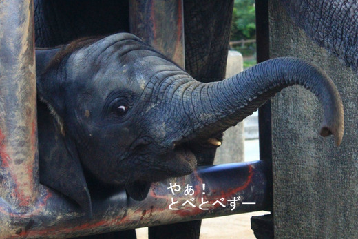 とべ動物園アフリカゾウのブログ:やぁ!とべとべずー