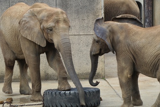 とべ動物園アフリカゾウのブログ:やぁ!とべとべずー