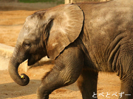 とべ動物園ゾウの砥愛ちゃんのブログ：やぁ！とべとべずー