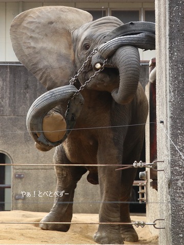 とべ動物園アフリカゾウ:砥愛ちゃん(メス、8歳)