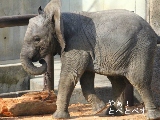 とべ動物園アフリカゾウ:砥愛ちゃん(メス、2歳)