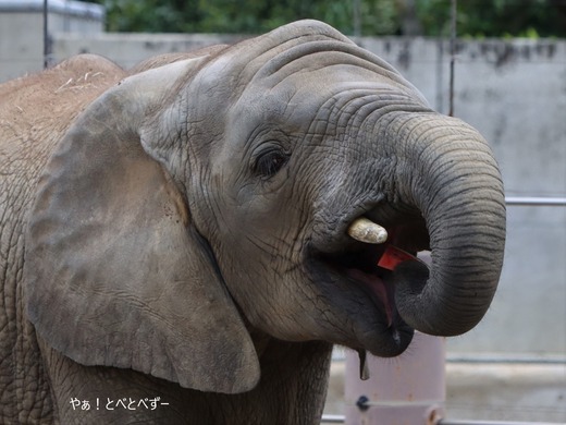 とべ動物園ブログ：やぁ！とべとべずー