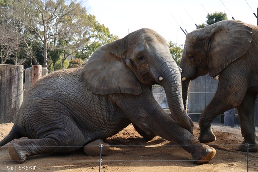 とべ動物園アフリカゾウの姉妹：媛ちゃん、砥愛ちゃん