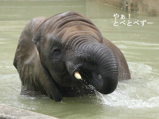 とべ動物園アフリカゾウのブログ:やぁ!とべとべずー