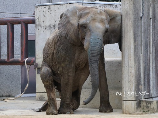 とべ動物園ブログ:媛、ララ、イオ、フー、ウララ、ルビー